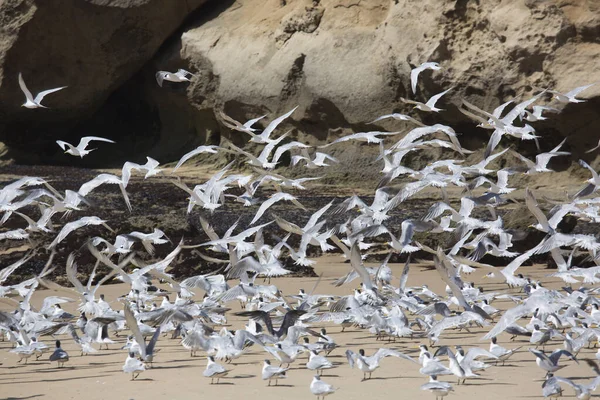 Daha büyük ibikli kırlangıçlar sürüsü
