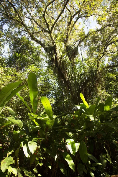 Schöne Botanische Aufnahme Natürliche Tapete Grüne Blätter — Stockfoto