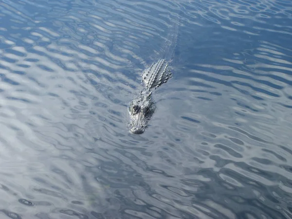 Crocodilo Nadando Água — Fotografia de Stock