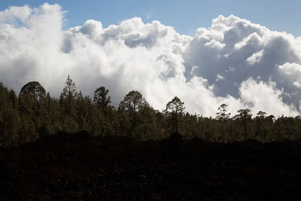 Vista Panorâmica Árvores Florestais Com Céu Nublado — Fotografia de Stock