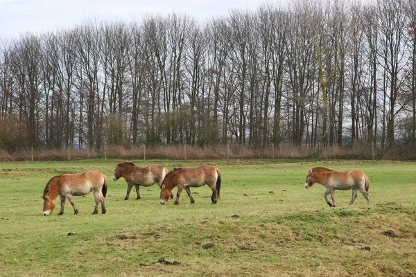 Bela Vista Cavalos Pônei Montanha — Fotografia de Stock