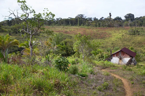 熱帯緑に囲まれた小屋 — ストック写真