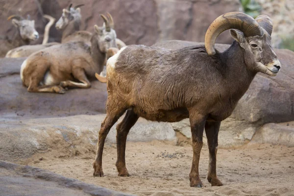 Dağlarda güzel bir keçinin yakın çekimi.