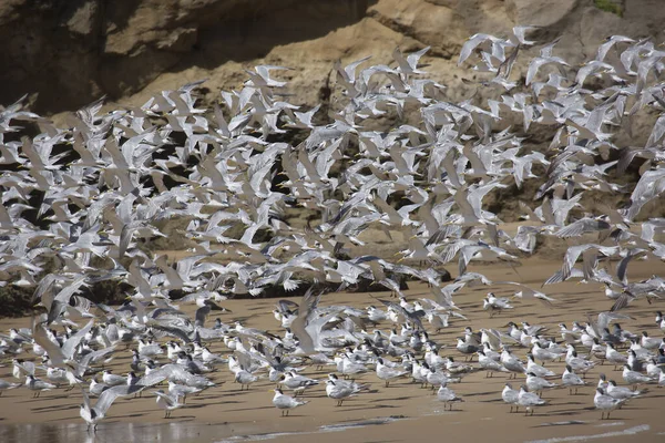 Thalasseus bergii, kıyı şeridine yakın okyanusun üzerinde uçan daha büyük bir ibikli ya da çevik deniz kestanesi sürüsüdür.