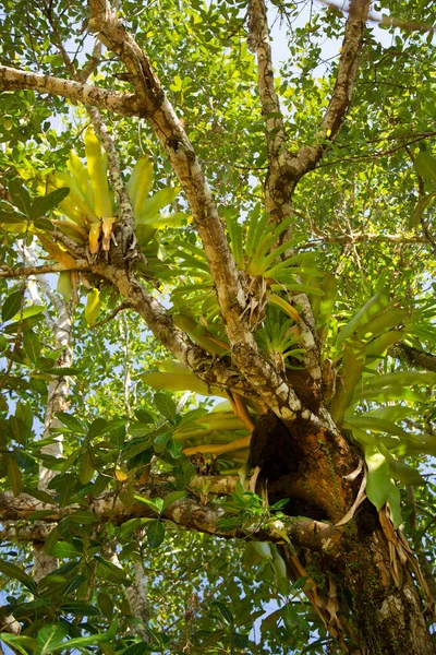 Güzel botanik çekimi, tropik yeşillik