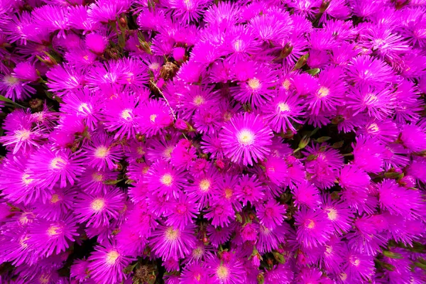 Close View Beautiful Purple Flowers — Stock Photo, Image