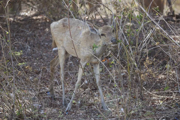 Geyiklere yakın çekim, Javan rusa veya Sunda sambar, Rusa timorensis 