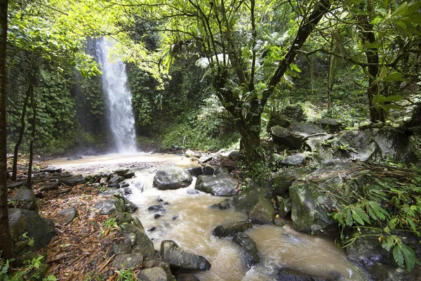 Красивий Водоспад Фоні Зеленими Рослинами — стокове фото