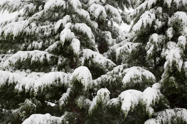 Сосны Покрытые Снегом — стоковое фото