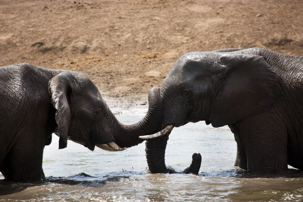 African Savanna Elephants Taking Bath Playing Spraying Themselves Water Mud — Stock Photo, Image