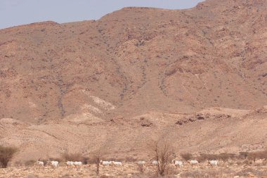 Palamut boynuzlu antilop sürüsü, Oryx dammah, Sahra Çölü 'ndeki korkunç önlüklerin arasında yürüyorlar.