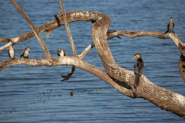 Ağaçta bir kuş oturuyor.