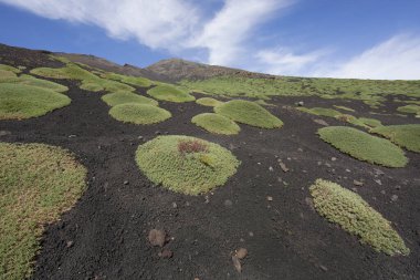 Etna Dağı 'nın krater kenarı lav tarlaları ve dik yamaçlar. Çakıl taşlarıyla kaplı. Güçlü öncü bitkiler tarafından büyütülmüş.
