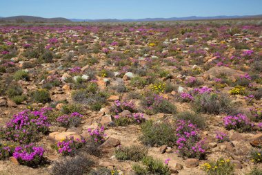 Çayırda açan güzel çiçekler