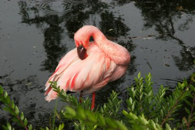 Gölette flamingolar