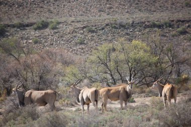 Büyük Kudu, yayılım gösterir: strepsiceros