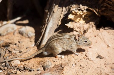 Dört çizgili çim faresi veya sıçan, Rhabdomys pumilio, çöl tabanında yiyecek arıyor.