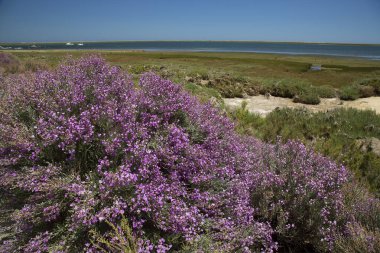 Çiçeklerin açtığı çalılar uzak kıyılarda güneş ışığı altında
