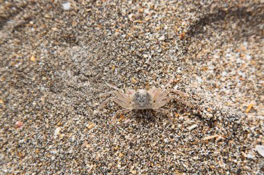Sahildeki bir yengecin yanına.