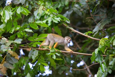 Ormandaki maymun, doğal yaşam alanı 