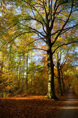 Ağaçlar ve yapraklarla dolu sonbahar manzarası