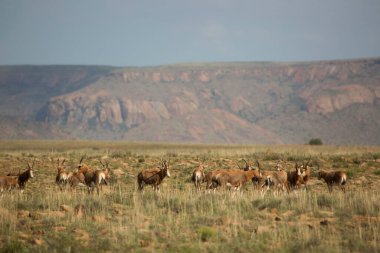 Doğadaki bir grup antilop. Ulusal Park