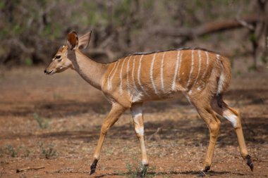 Savanadaki vahşi antilop manzarası  