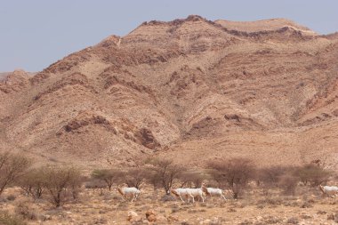 Palamut boynuzlu antilop sürüsü, Oryx dammah, Sahra Çölü 'ndeki korkunç önlüklerin arasında yürüyorlar.