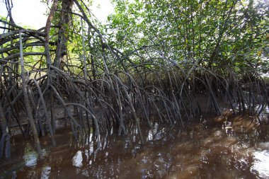 Tropikal bir nehrin kıyısında ayakta duran mangrov ağacı kökleri