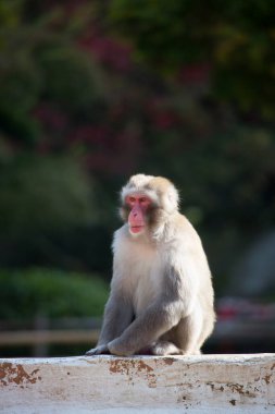 Japon makağı, Macaca fuscata, etrafa bakıyor.