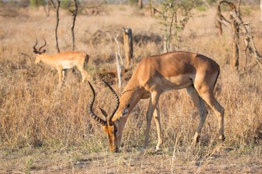 Savanadaki bir grup vahşi antilop.  