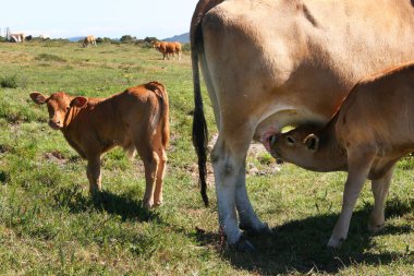 Dağlarda otlayan inekler.  