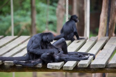 Ormandaki örümcek maymunlarının yakın plan çekimi.