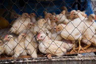 Kafesteki bir grup genç tavuğun görüntüsü