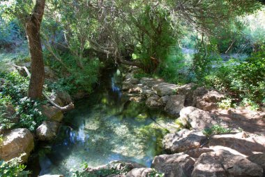 Ormanın derinliklerindeki kayalar ve bitkilerle dolu nehir manzarası