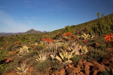 Gün batımı geniş dağ manzarasında aşınmış kayalar çiçek açan lezzetli önlüklerle kaplıdır.