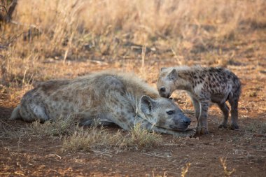 Vahşi hayatta vahşi bir sırtlan