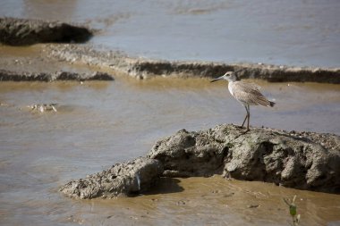 Doğal ortamdaki bir tropikal kuşun görüntüsü