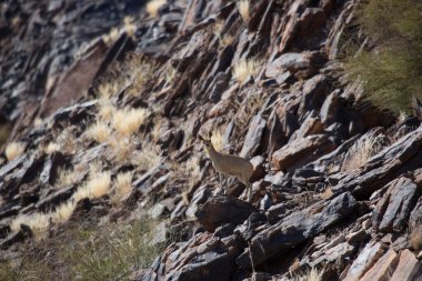 Klipspringer, Oreotragus oreotragus, Karoo dağlarının tepesinde yürüyor ve zıplıyor.