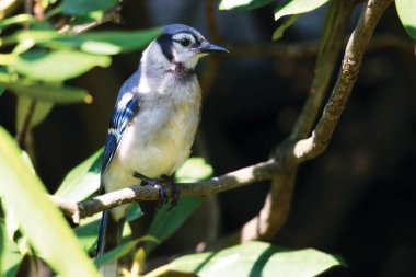 Ormanda bir ağacın dalında bir kuş oturuyor.