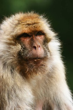 Vahşi ortamda şirin maymunlar