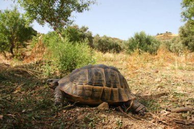 Sıradan kaplumbağa, Testudo Graeca, Akdeniz 'in vahşi ormanlarında orman zemininde geziniyor.