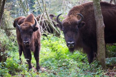 Genç bir bizonun portresi