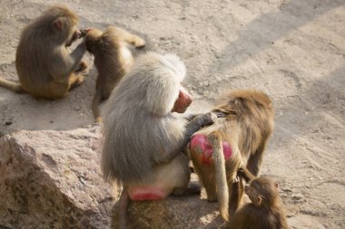 Hamadryas babun ailesi, papio hamedryas, birlikte oturup birbirlerini tımar ediyorlar.