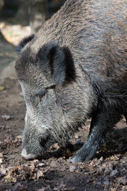 Yaban domuzu ya da domuz, Sus Scrofa, çamurda yiyecek arıyor.