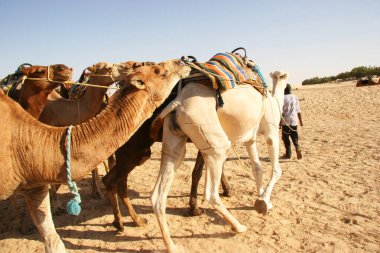 Yükün canavarı Dromedary, Camelus dromedarius, Sahra Çölü 'nde nakliye işini yapıyor.