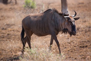 Tek başına duran mavi antilop veya getirilmiş gnu, Connochaetes taurinus