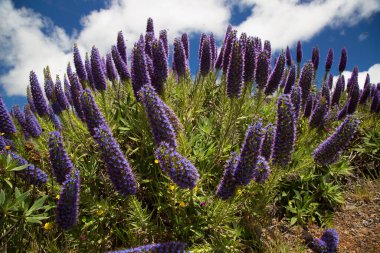 büyük mavi çiçek başları Madeira gurur, Echium candicans,