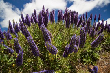 large blue flower heads of the Pride of Madeira, Echium candicans, clipart