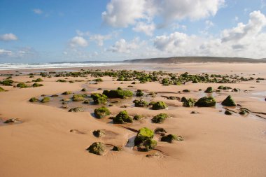 Yeşil yosunlu deniz kıyısının güzel manzarası